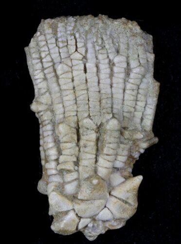 Detailed Fossil Crinoid (Dasciocrinus) - Alabama #58255